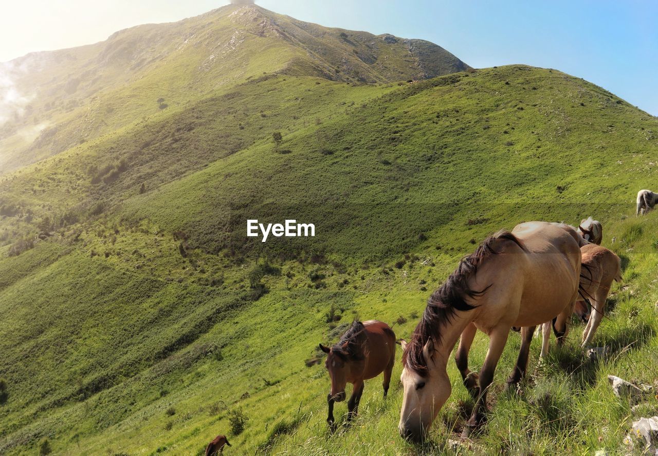 Horses in a field