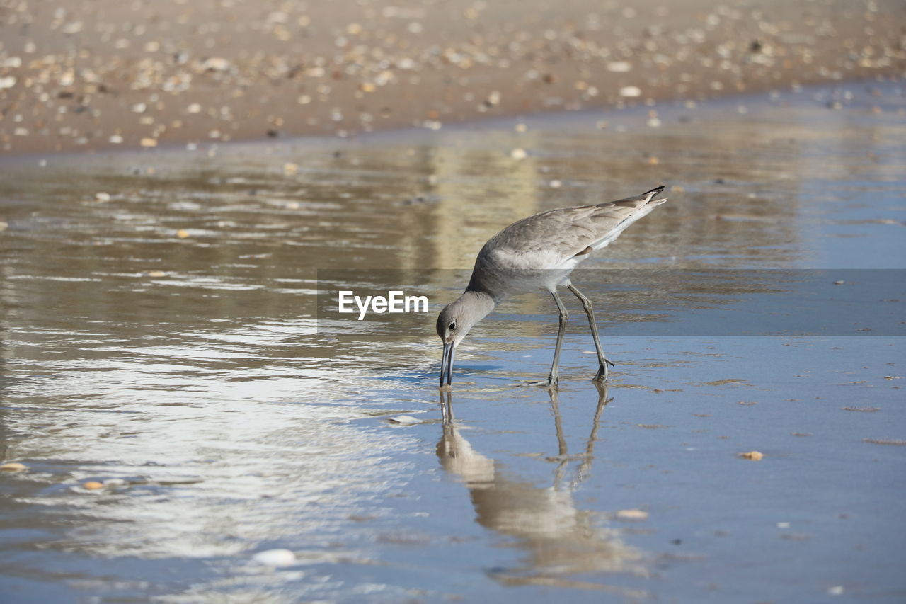 VIEW OF BIRD DRINKING WATER