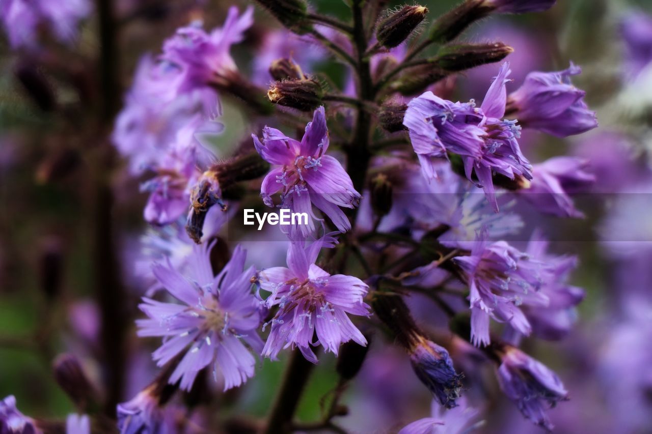 CLOSE-UP OF PURPLE FLOWERING PLANTS