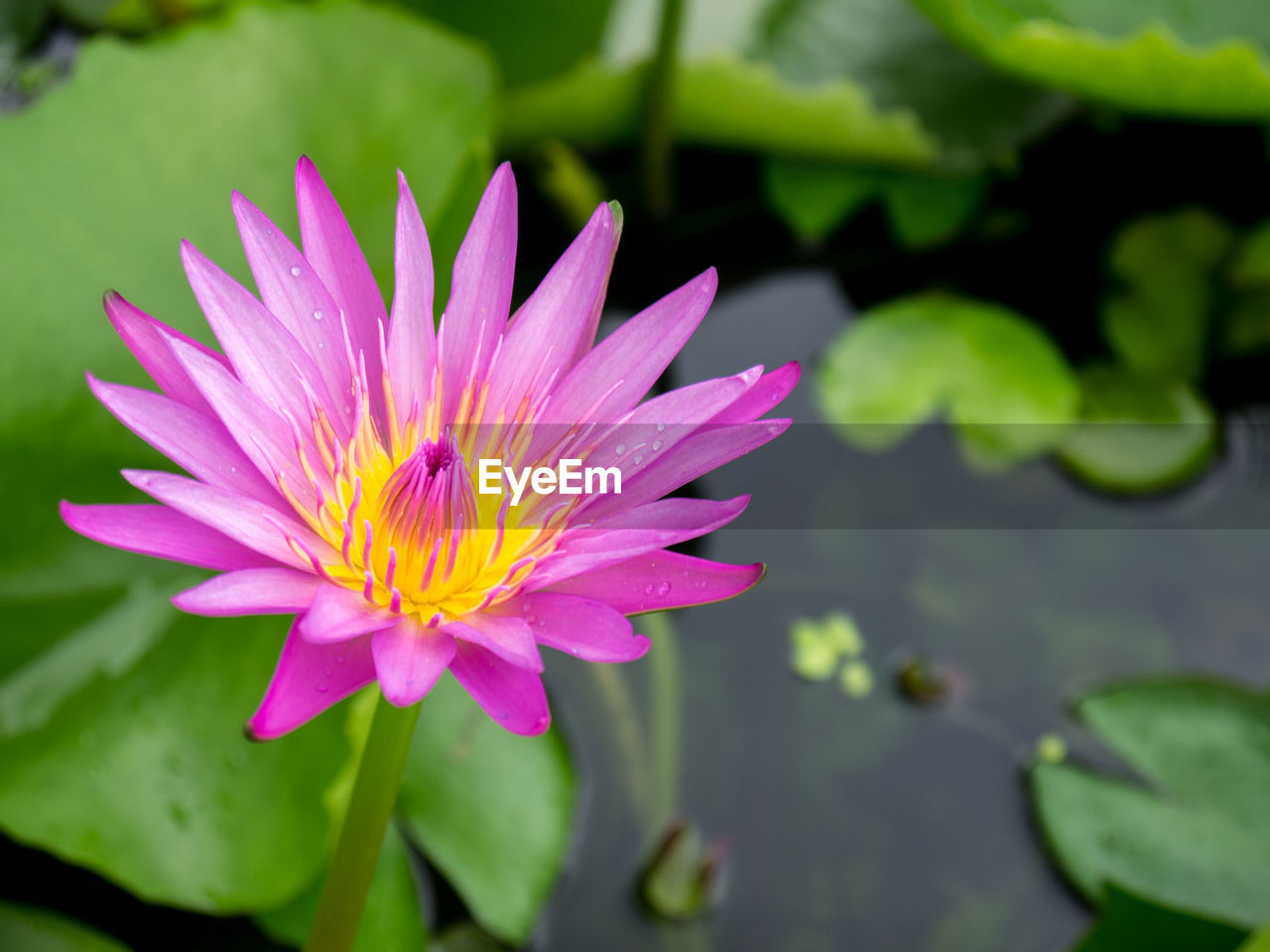 CLOSE-UP OF FRESH PURPLE FLOWER BLOOMING OUTDOORS