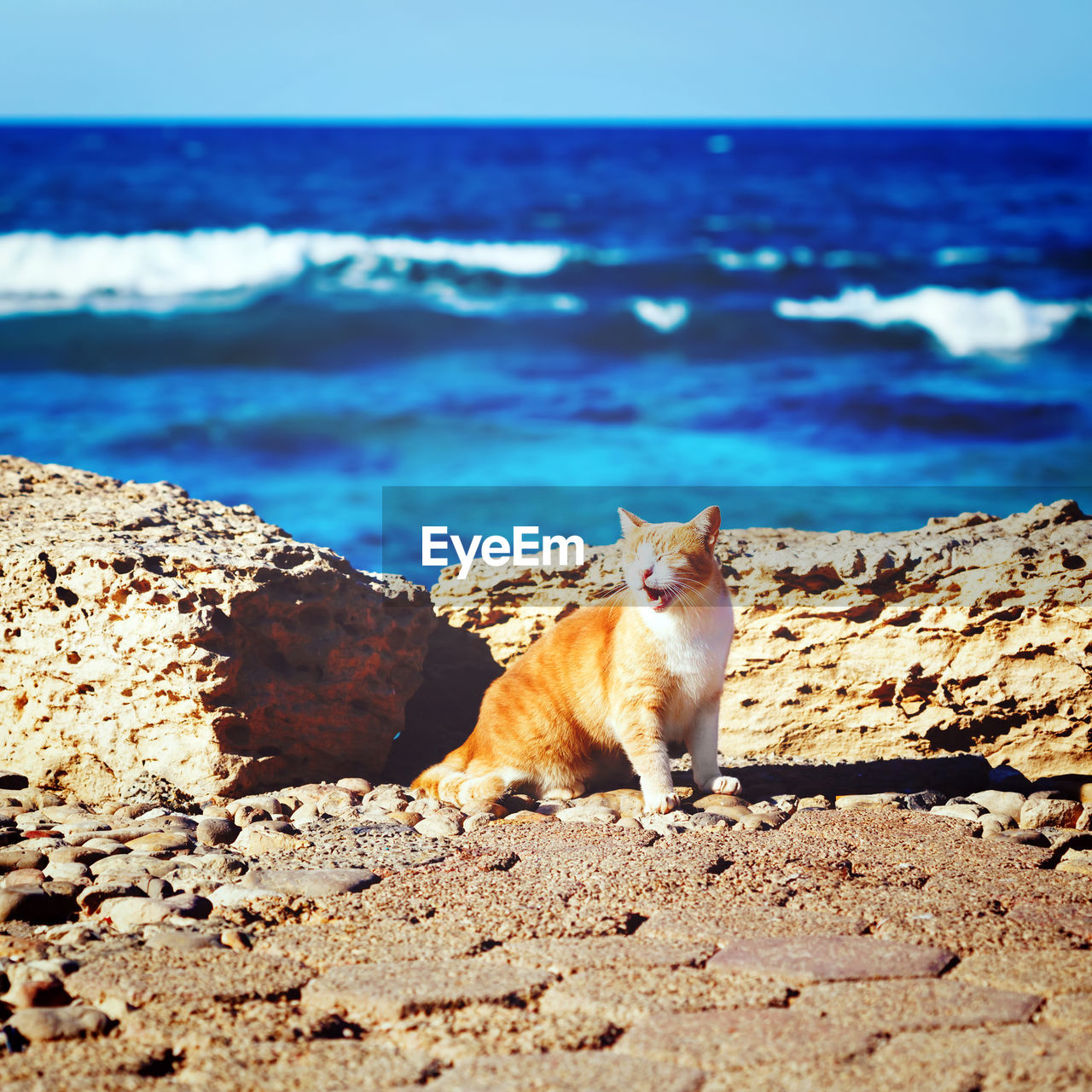 CAT SITTING ON THE BEACH