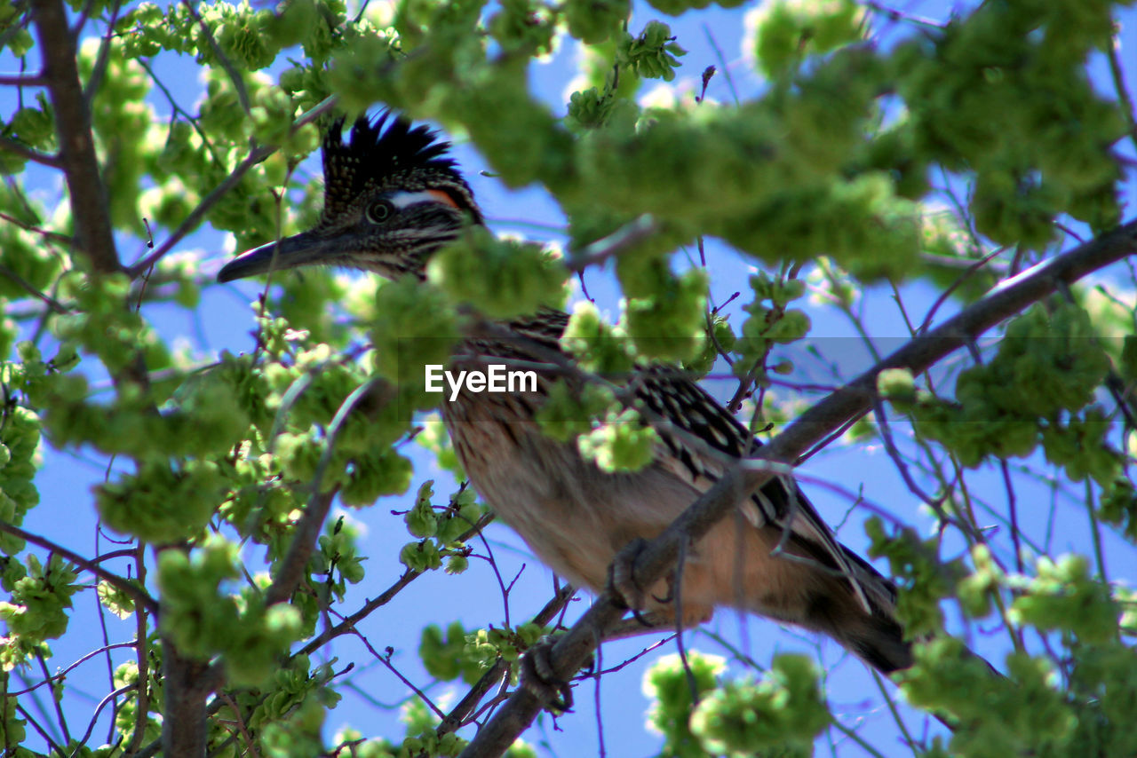 Low angle view of bird perching on branch