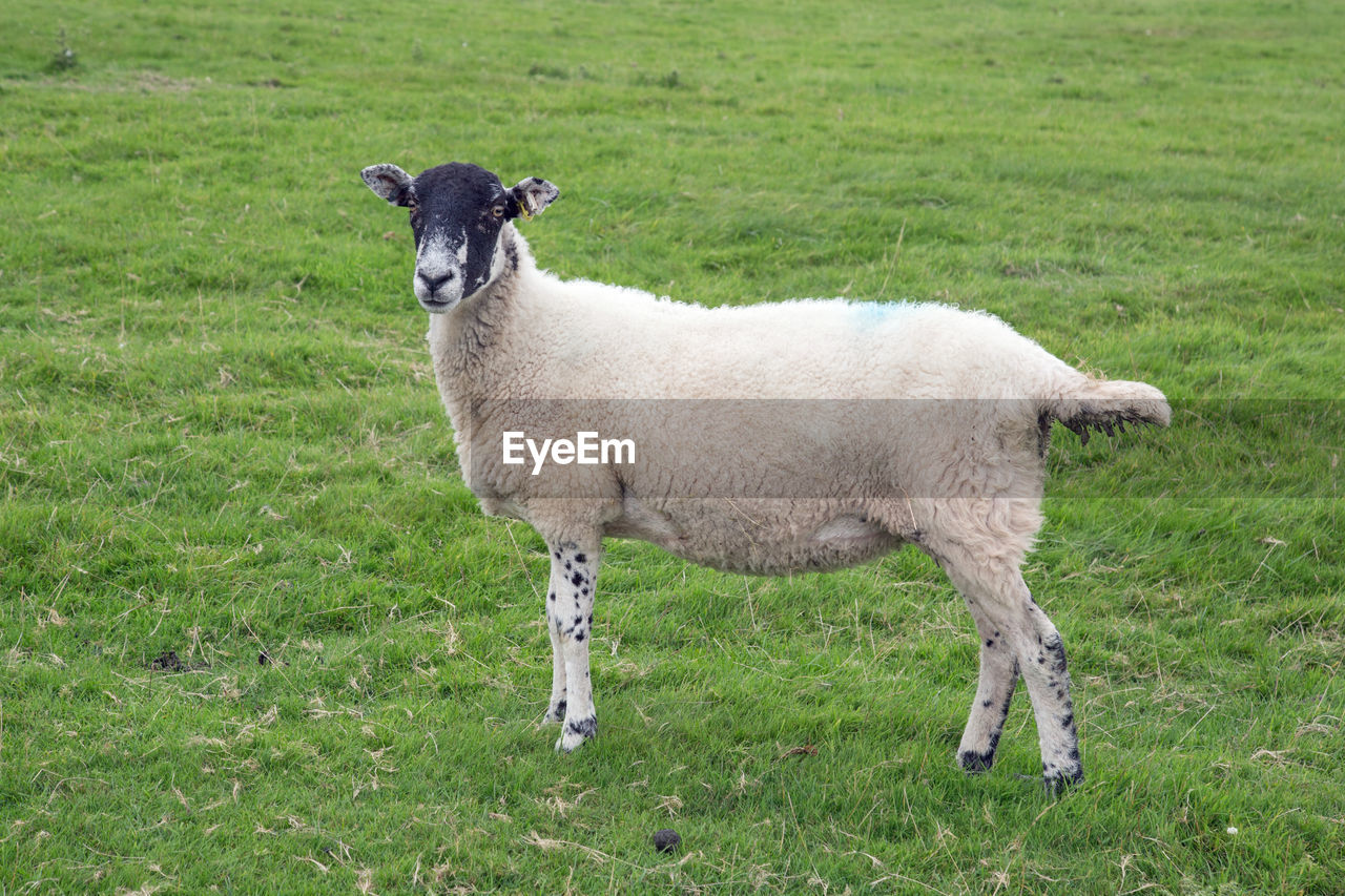 PORTRAIT OF SHEEP STANDING IN FIELD