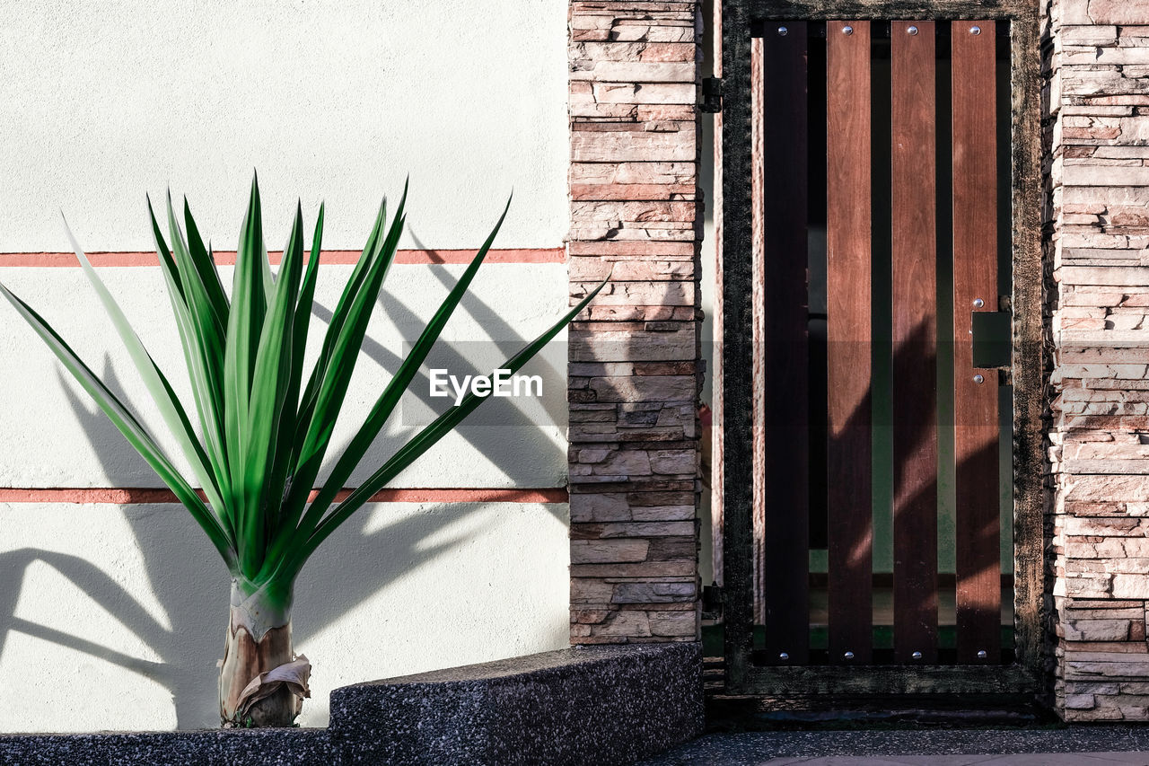 Potted plants by wall of building