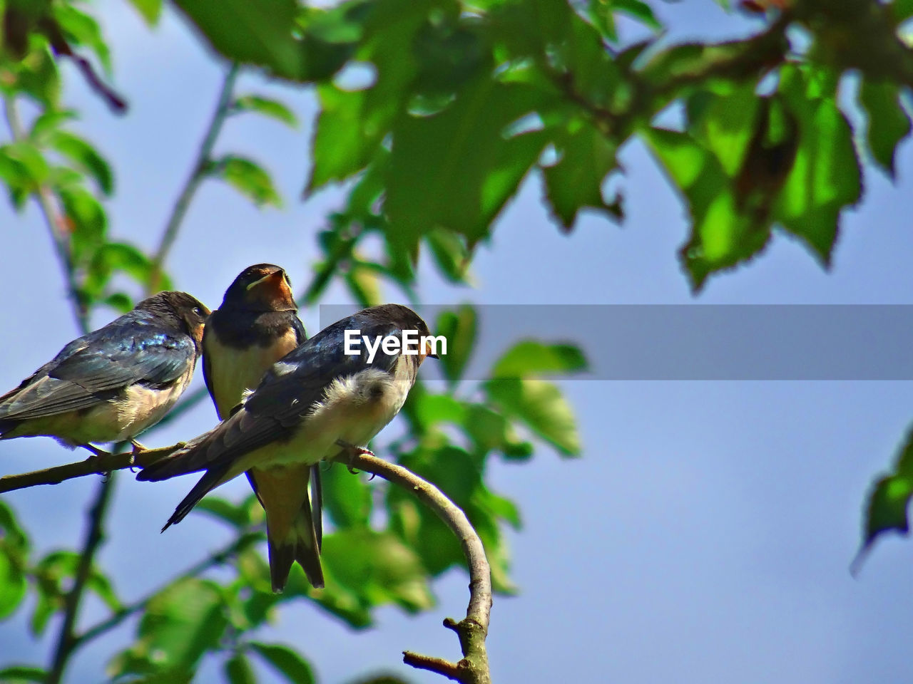 New year new barn swallows with colors