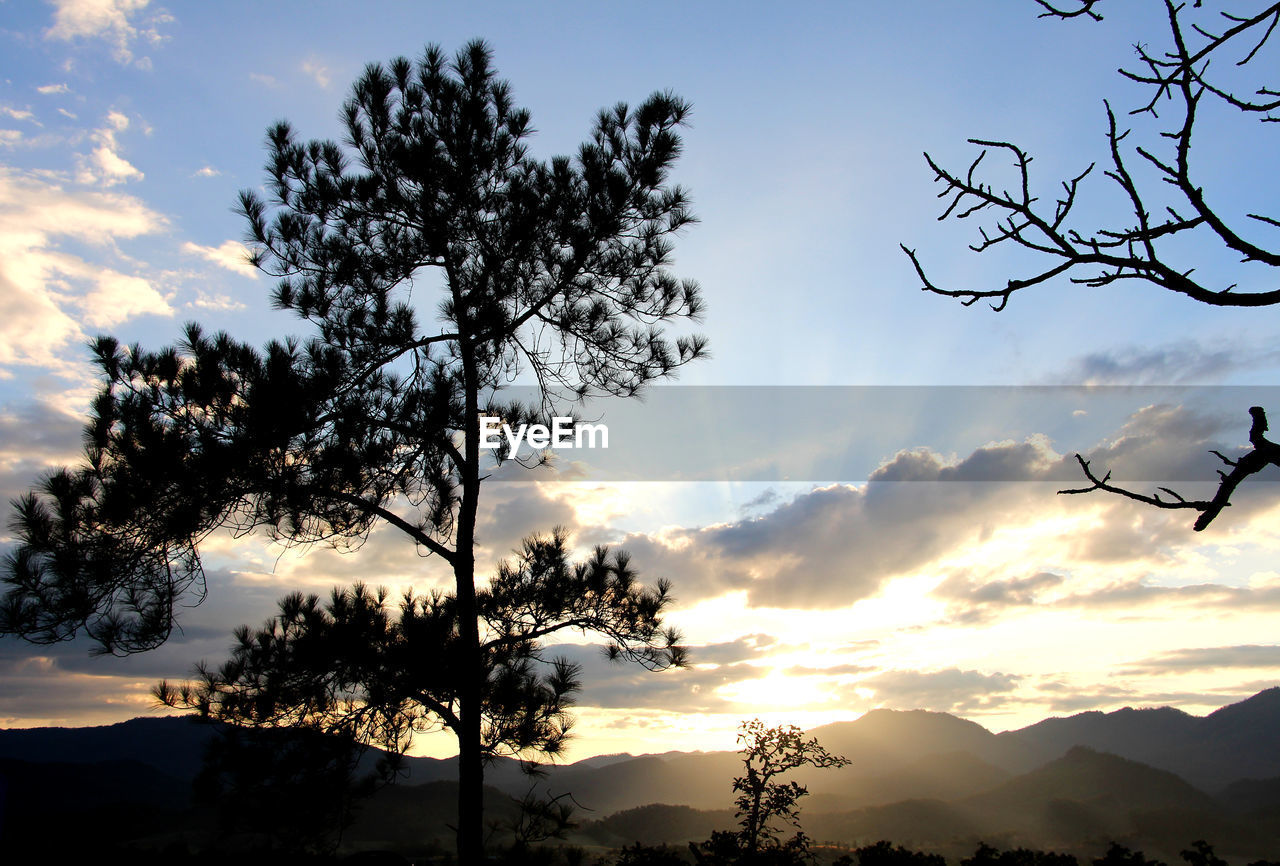 LOW ANGLE VIEW OF SILHOUETTE TREES AGAINST SKY AT SUNSET