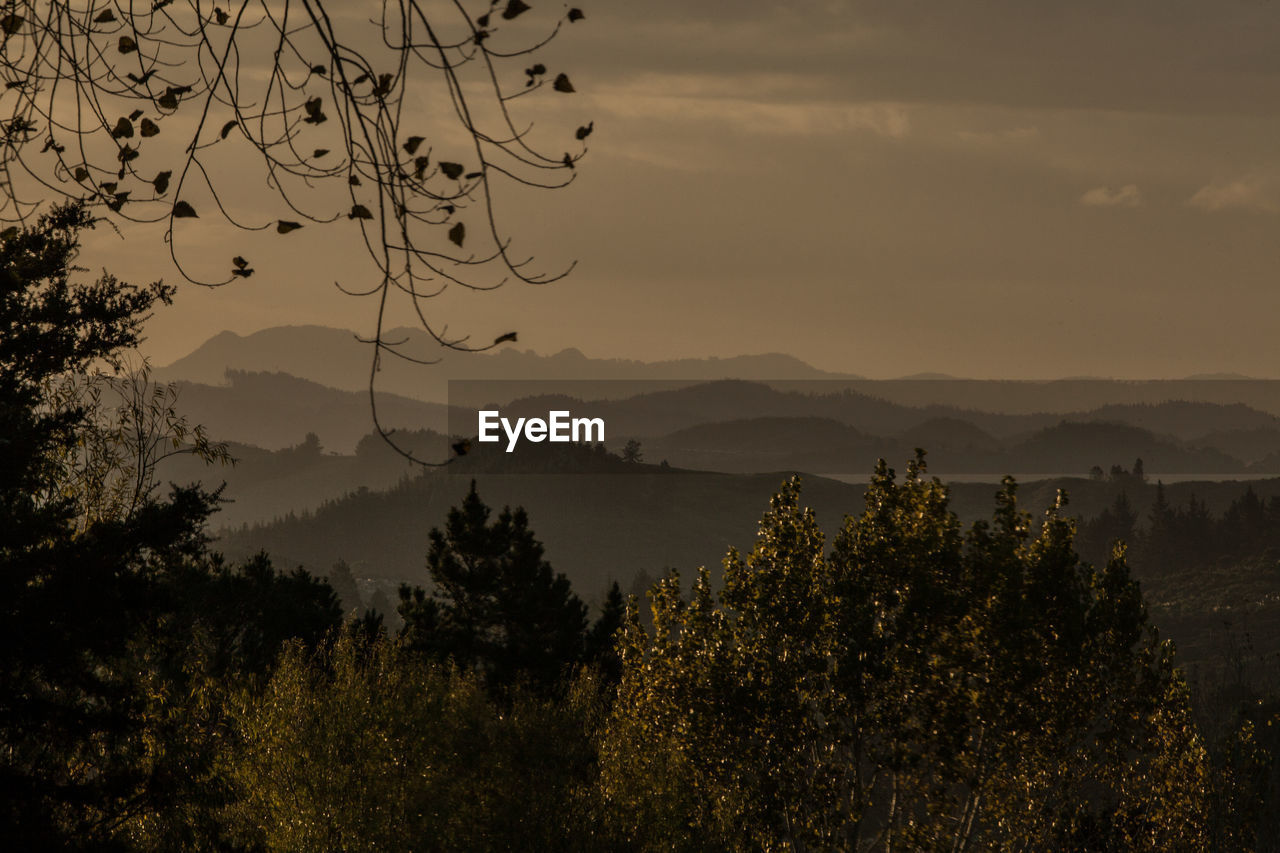 Trees growing by mountains during sunset