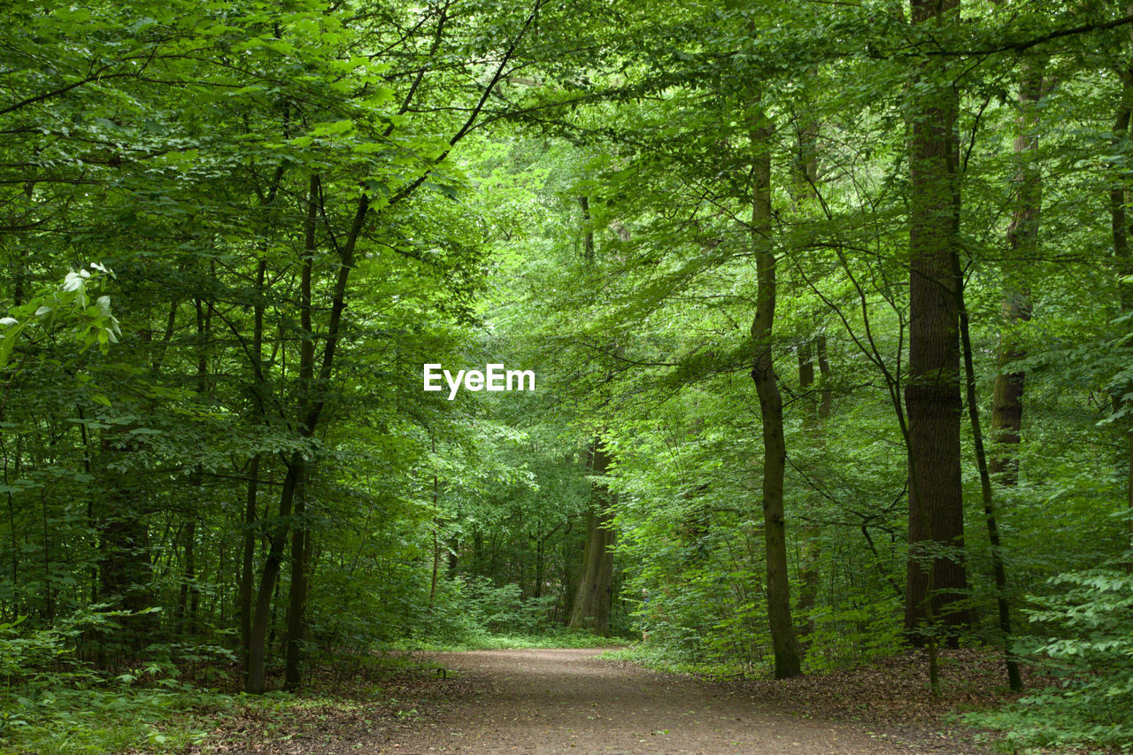 VIEW OF TREES GROWING IN FOREST