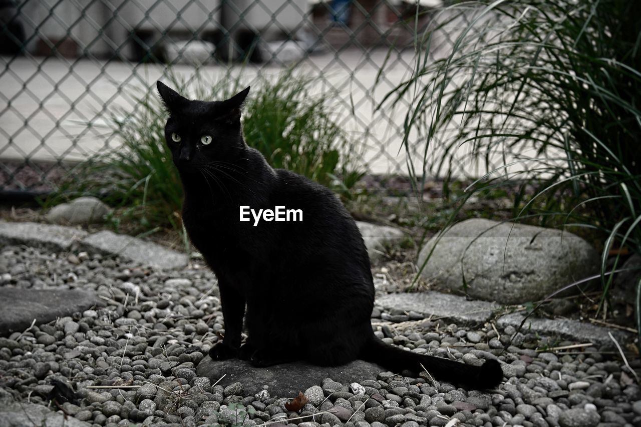 BLACK CAT LOOKING AWAY WHILE SITTING ON PEBBLE