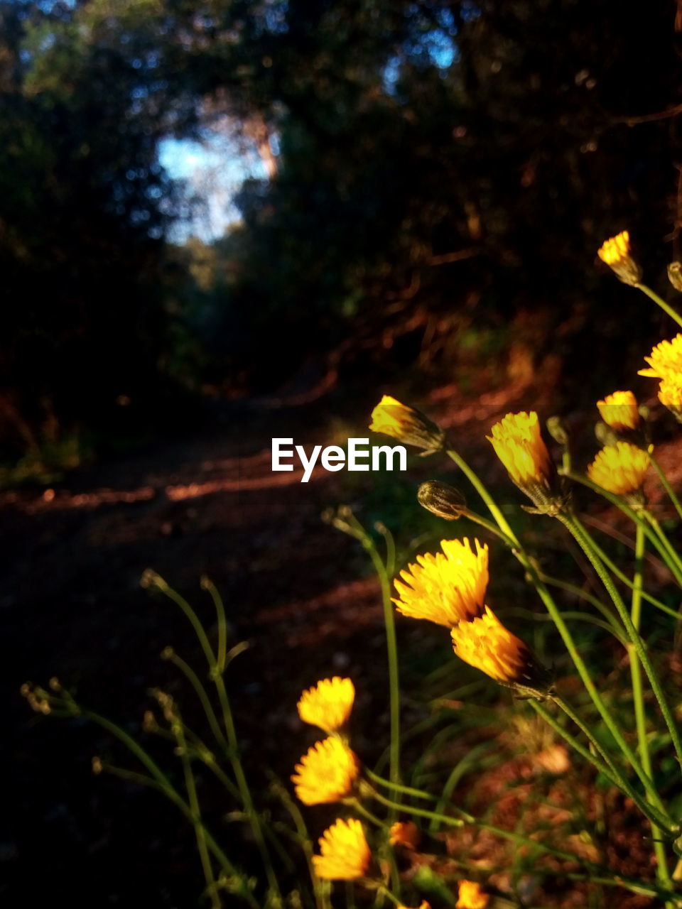 CLOSE-UP OF YELLOW FLOWERS