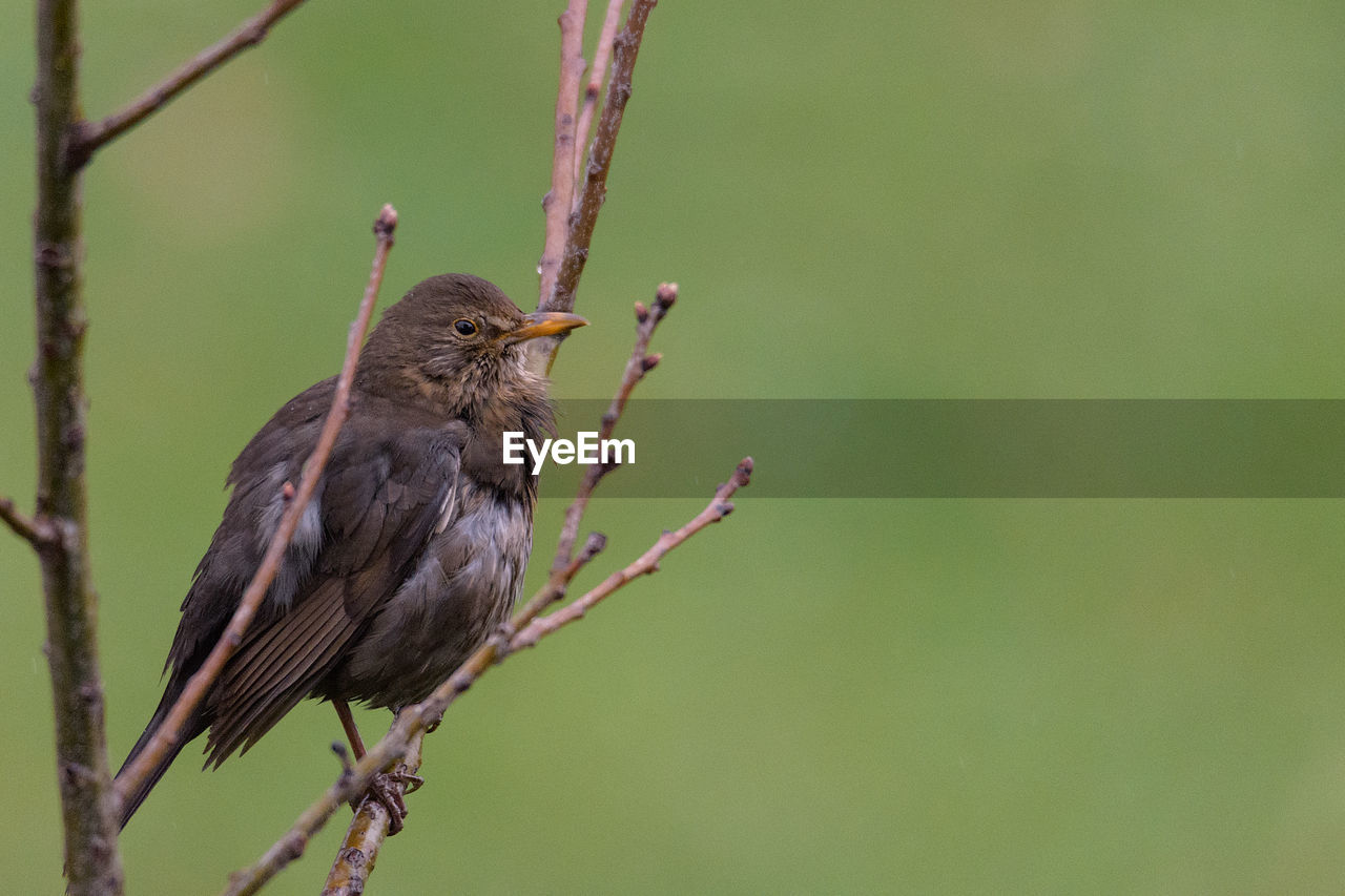 Close-up of bird perching on branch, black bird on branch