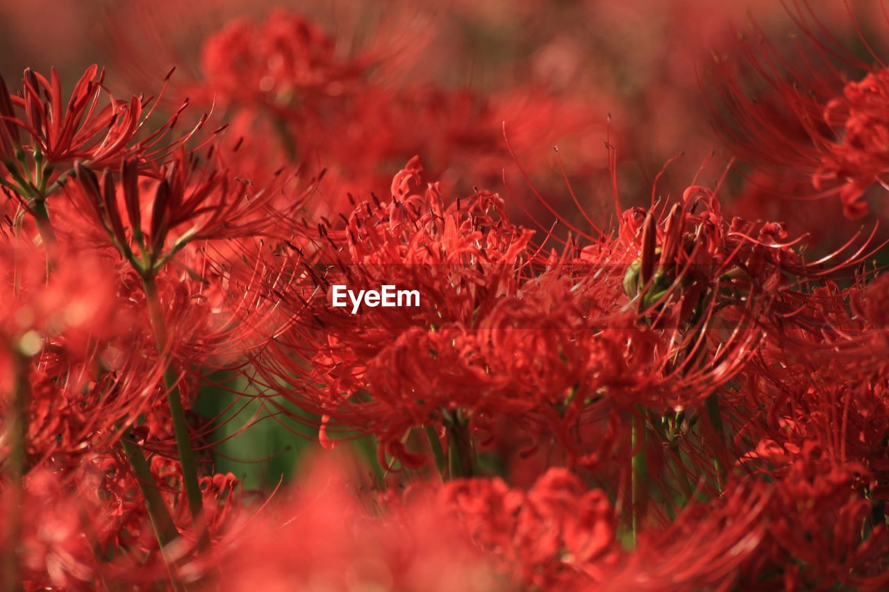 CLOSE-UP OF RED FLOWER