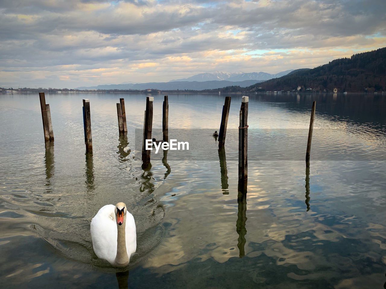 WOODEN POST IN A LAKE