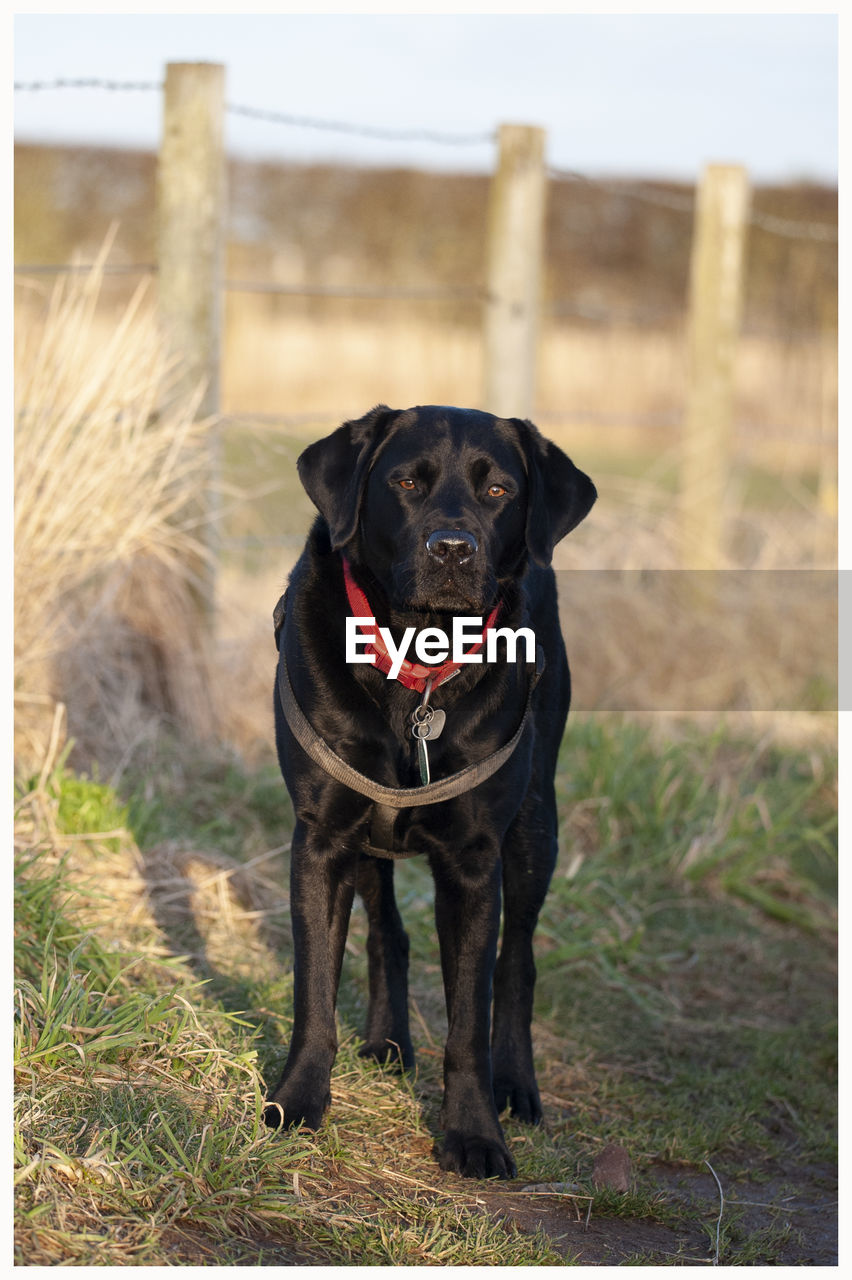 Portrait of black labrador domino