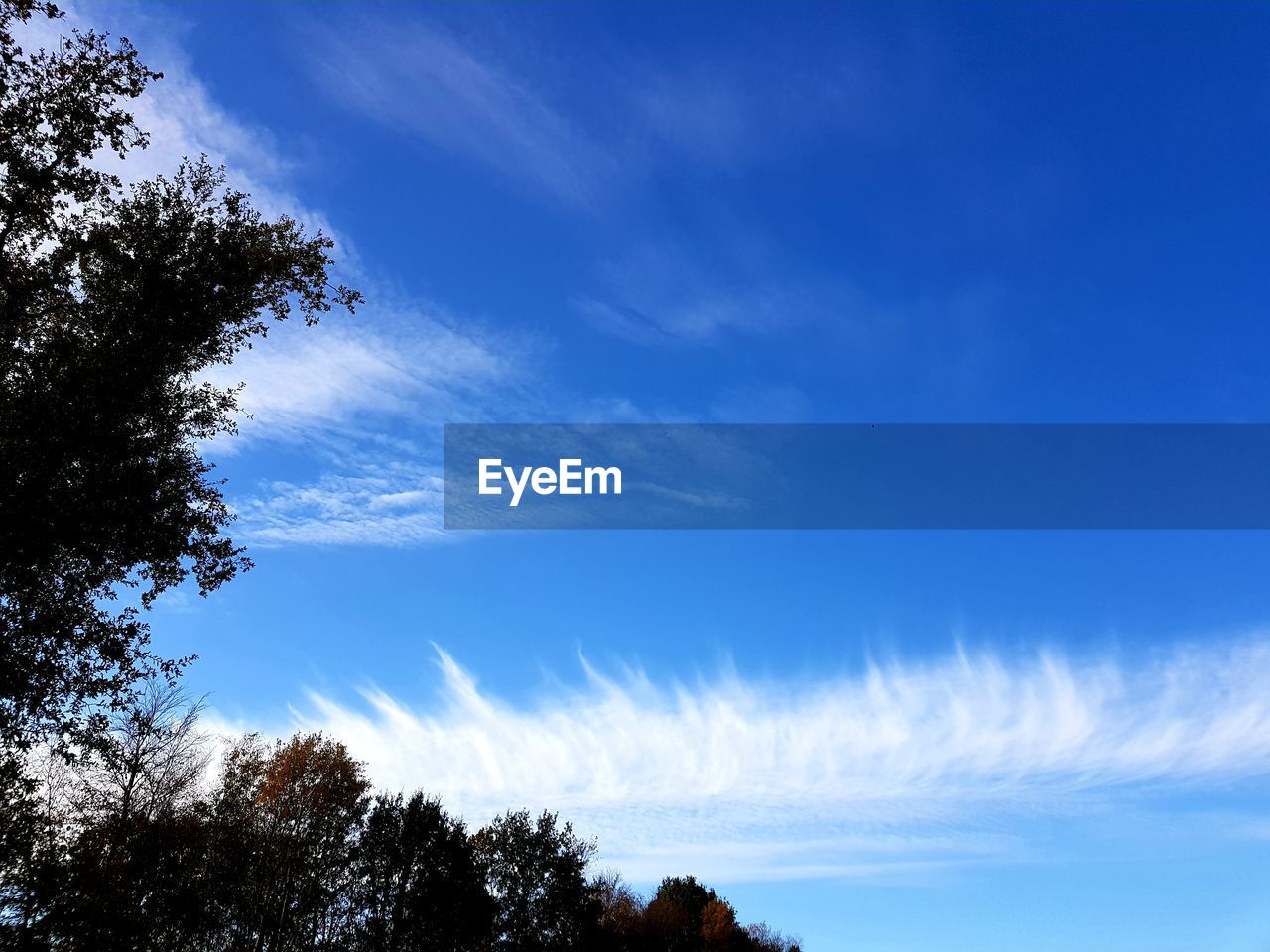 LOW ANGLE VIEW OF TREES AGAINST SKY