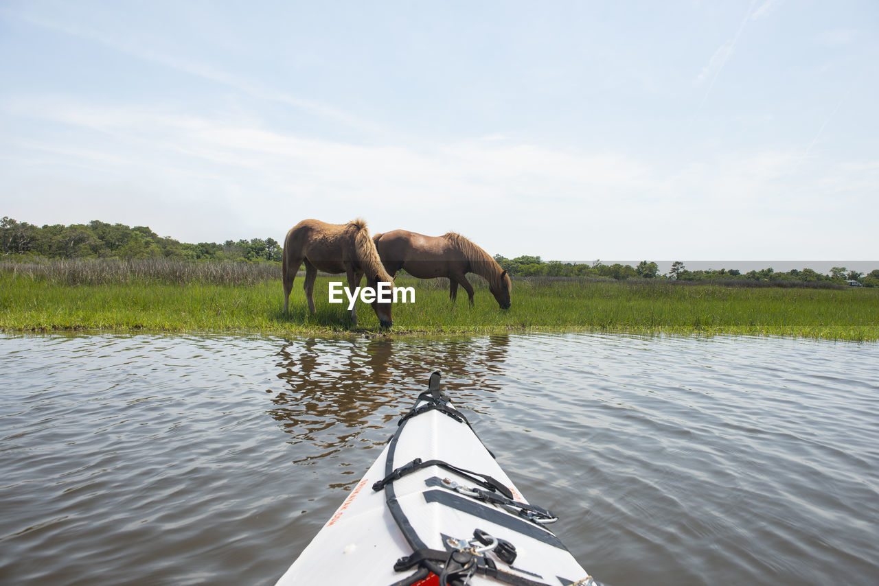 Wild ponies on maryland coast line from kayak