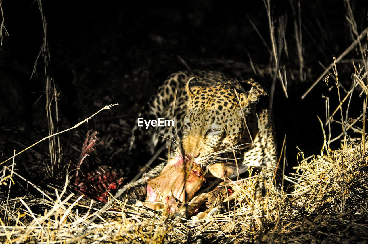 Leopard eating prey in shadow at kruger national park