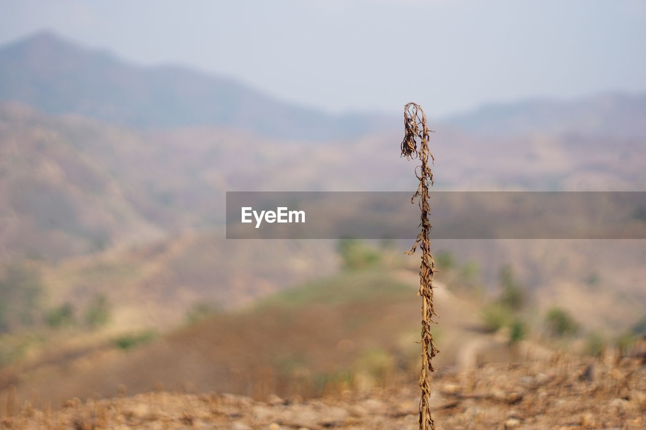 CLOSE-UP OF PLANTS GROWING ON FIELD AGAINST SKY