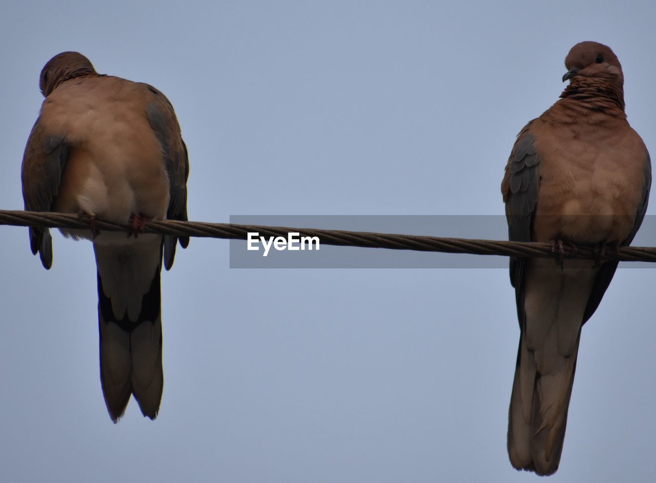 LOW ANGLE VIEW OF BIRD PERCHING ON METAL