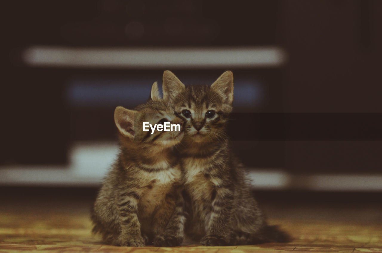 CLOSE-UP PORTRAIT OF KITTEN SITTING ON FLOOR AT HOME