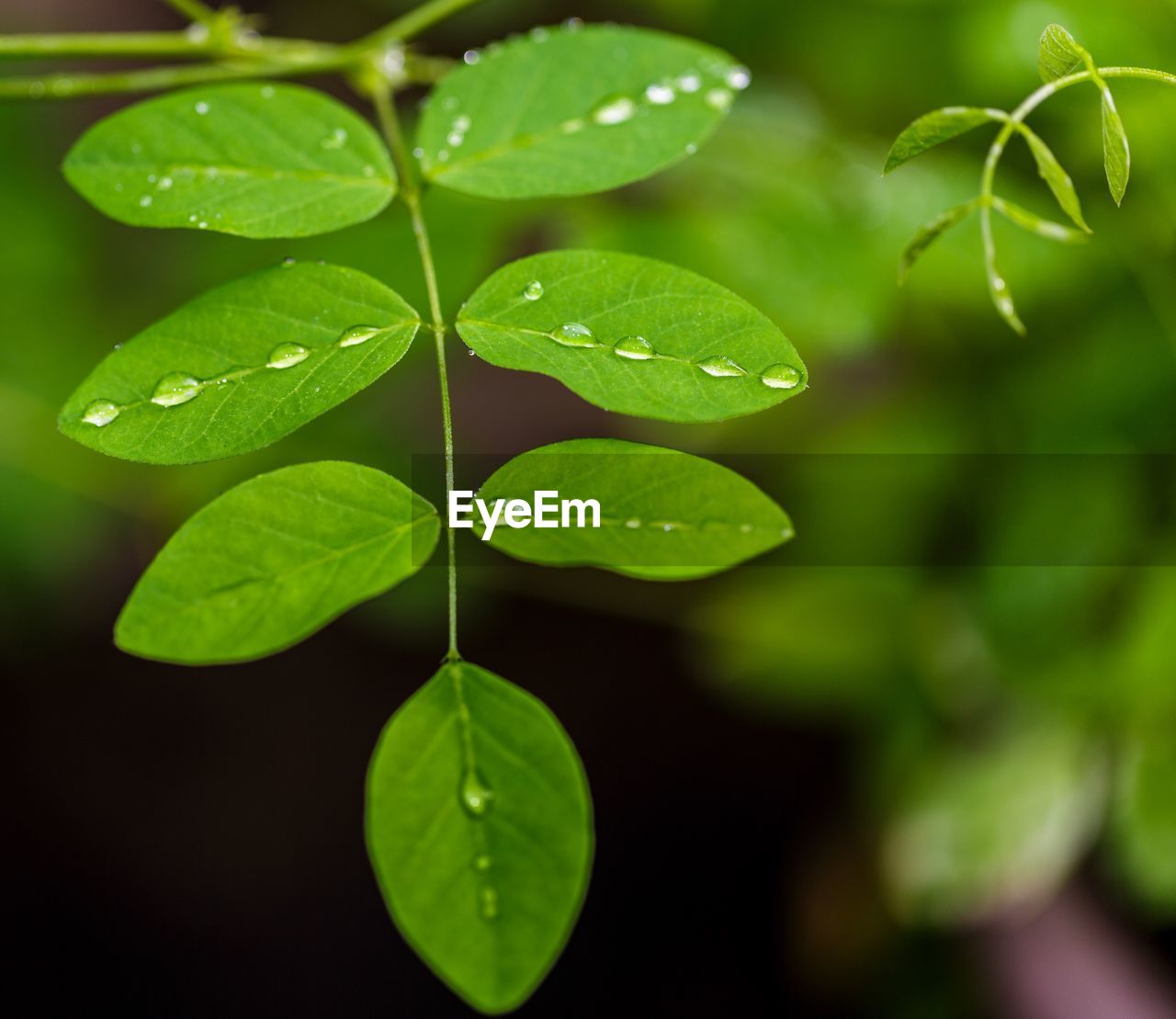 Close-up of raindrops on leaves