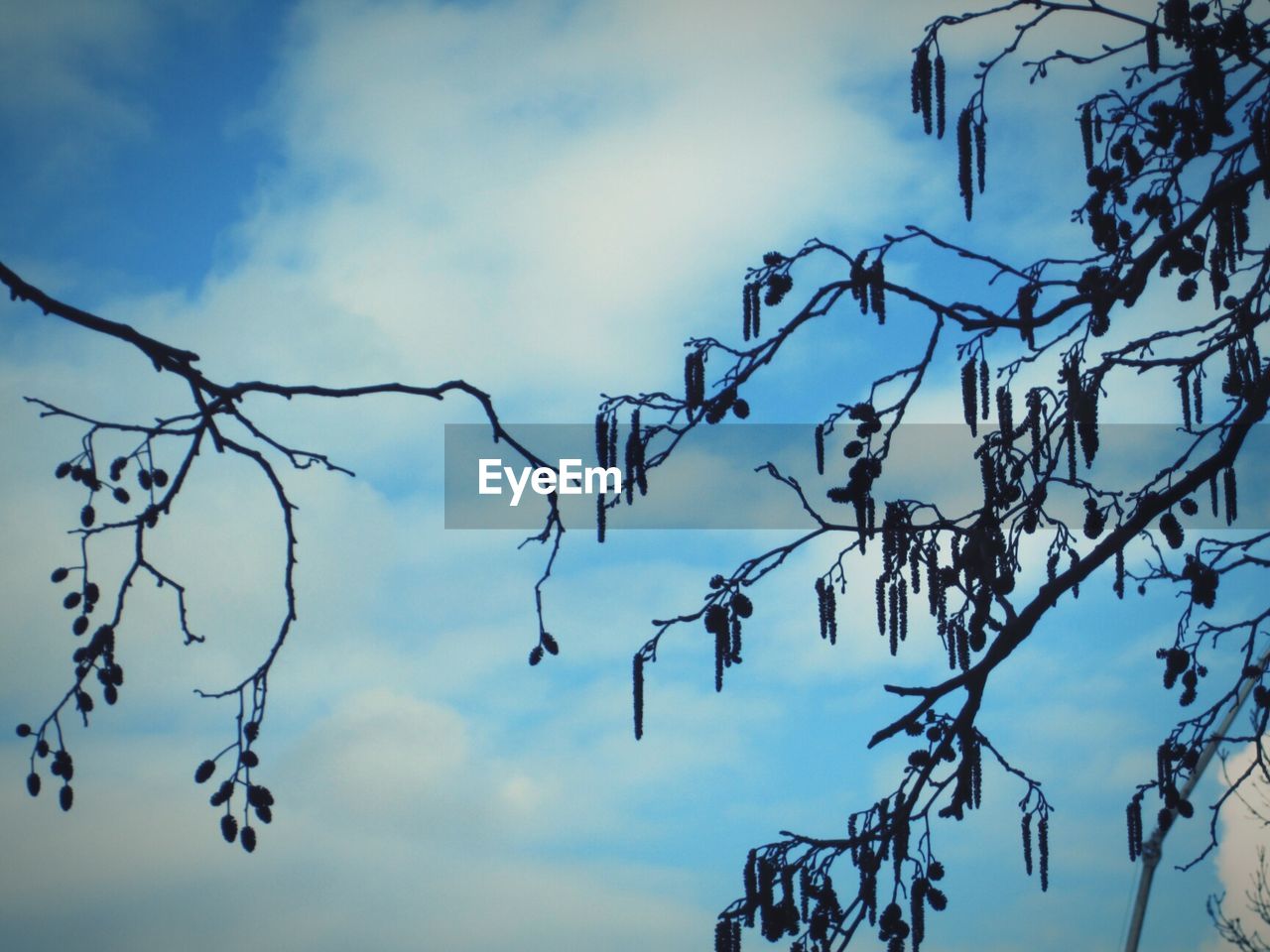 CLOSE-UP OF BRANCHES AGAINST SKY