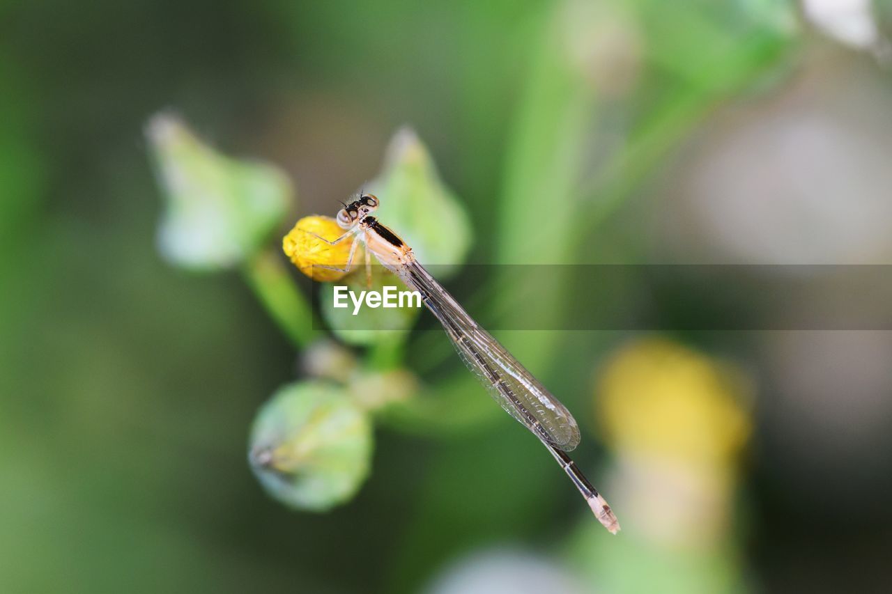 Close-up of insect on flower