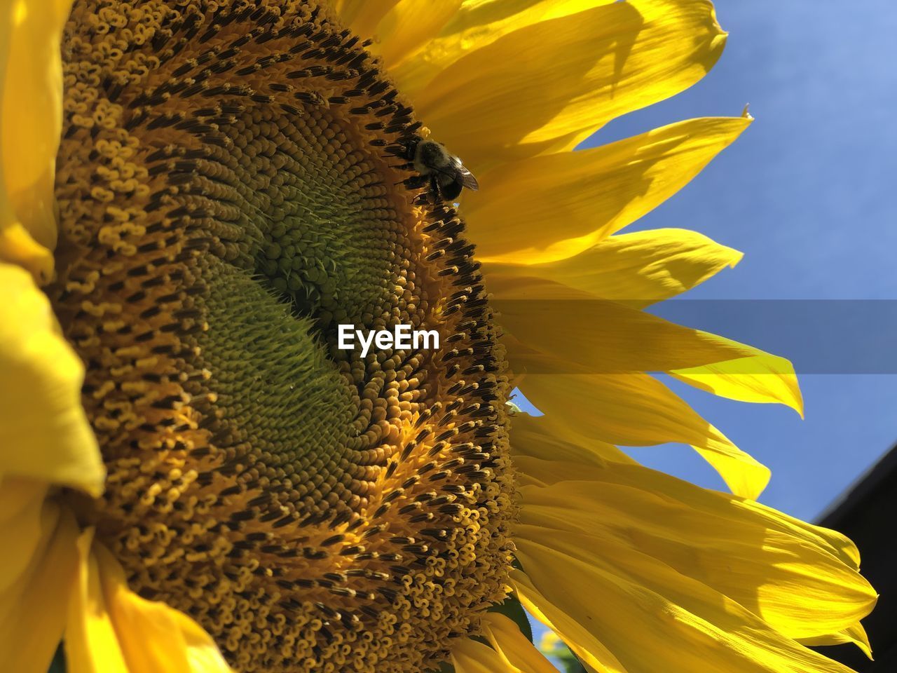 Close-up of sunflower