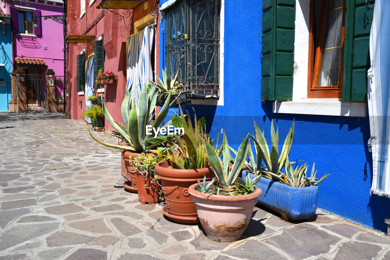 Potted plants on footpath by street against buildings in burano
