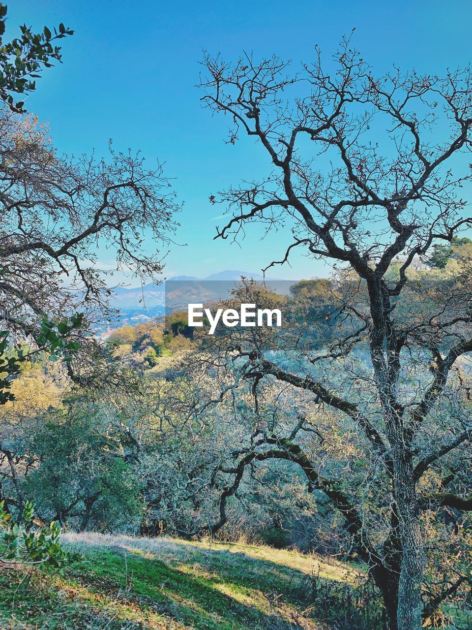 A mountain view through the oaks