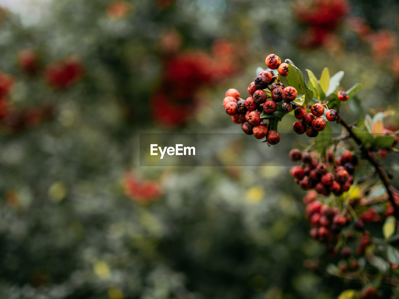 Close-up of red berries growing on tree