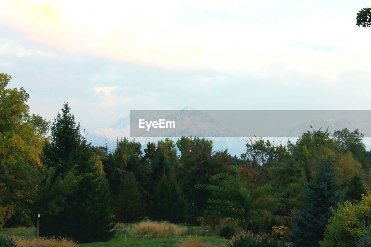 TREES ON LANDSCAPE AGAINST MOUNTAINS