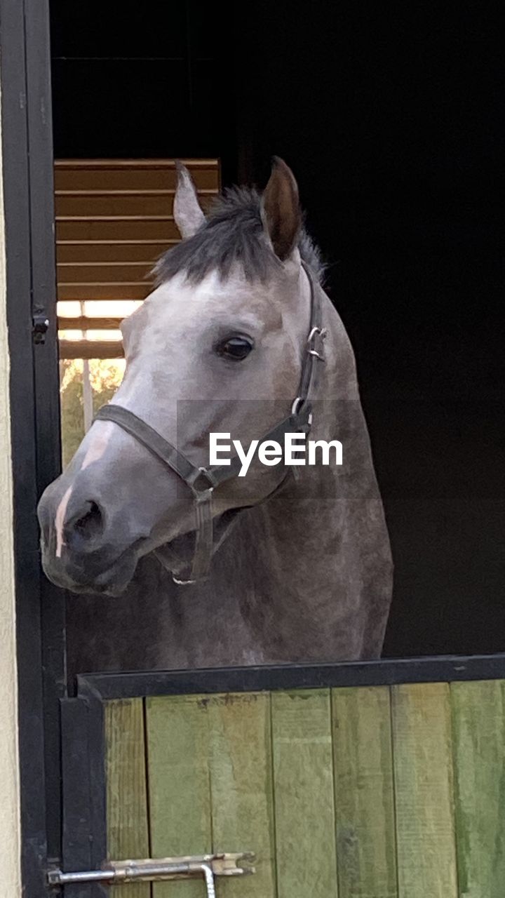 CLOSE-UP OF A HORSE IN THE STABLE