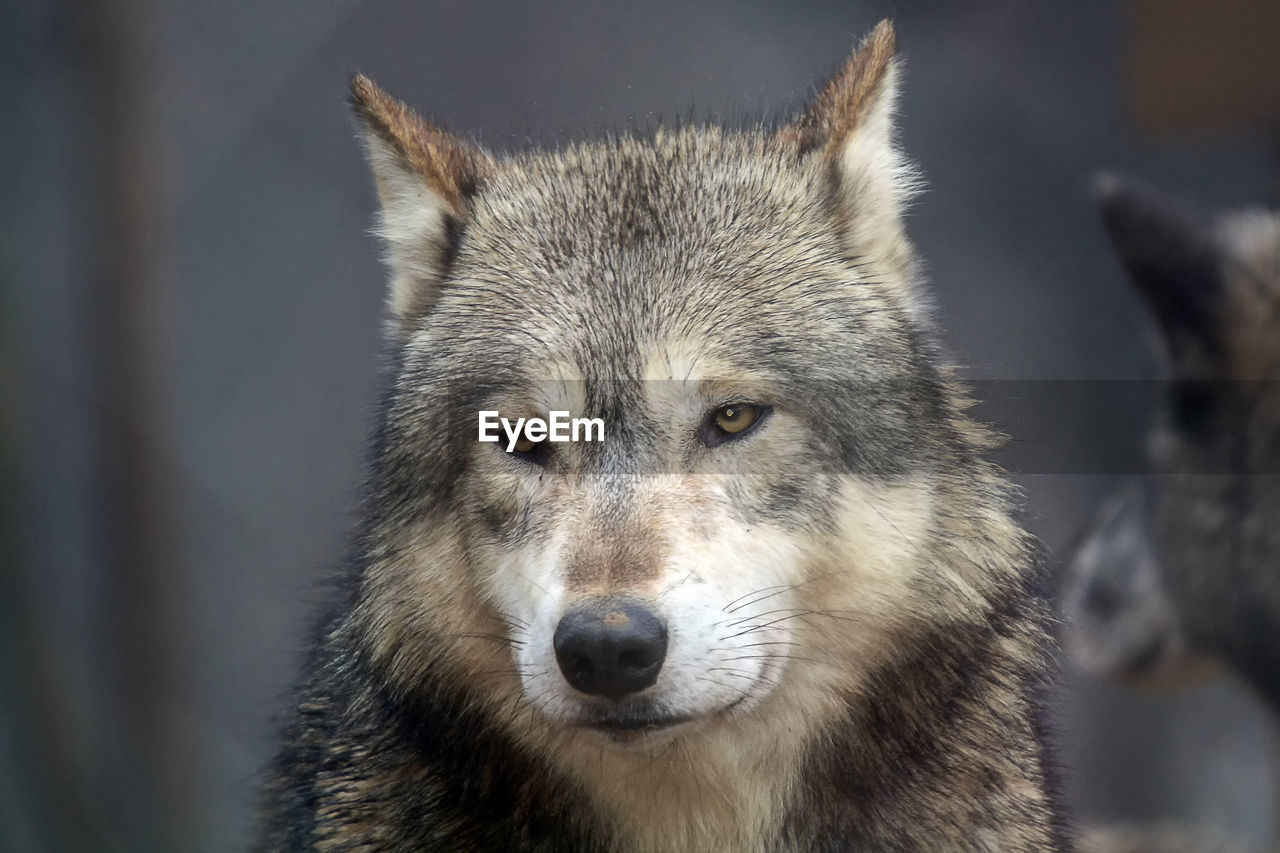 Close-up portrait of wolf