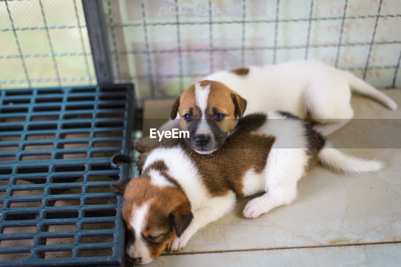 HIGH ANGLE VIEW OF PUPPY