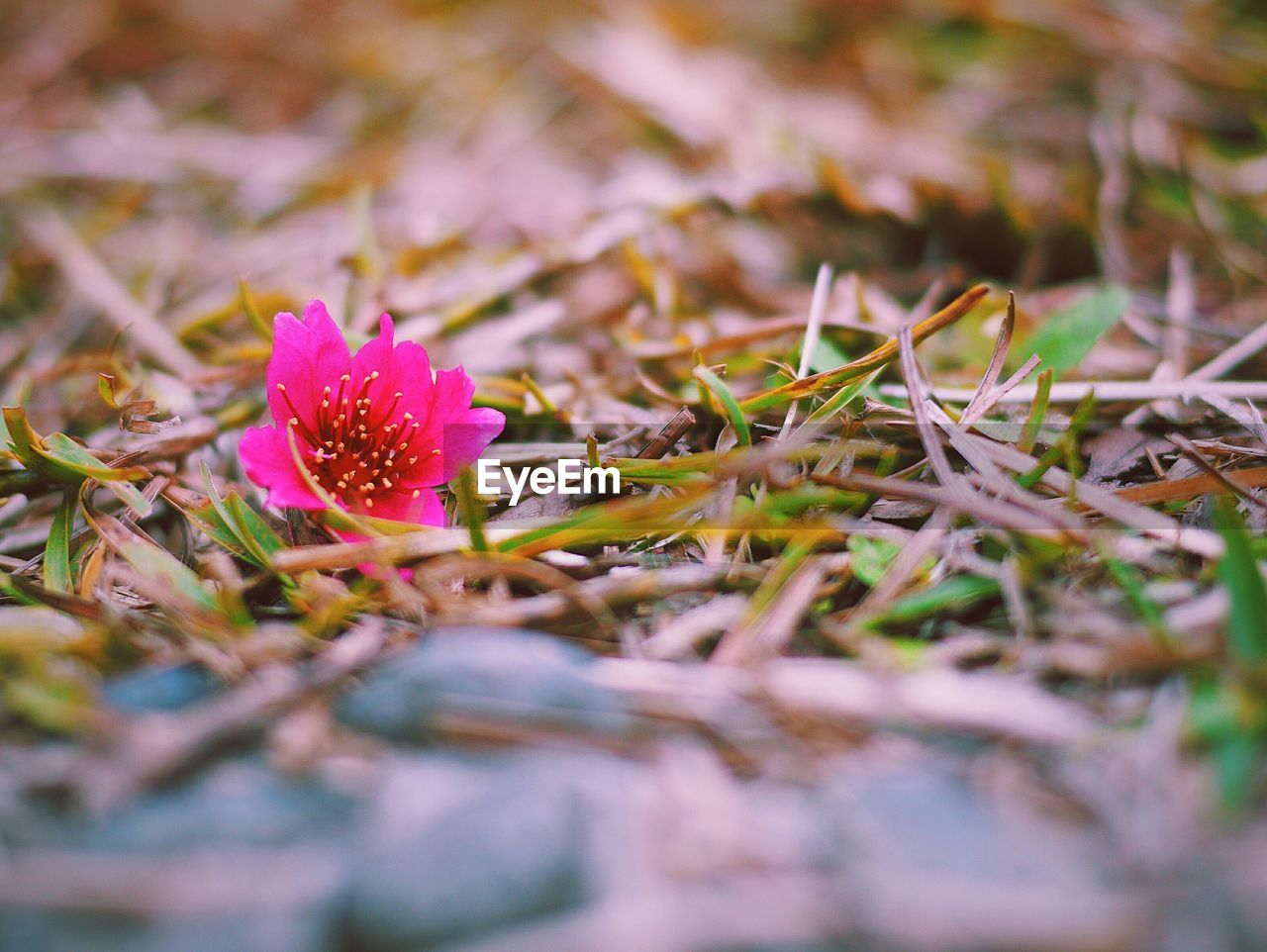 Close-up of pink flower on ground