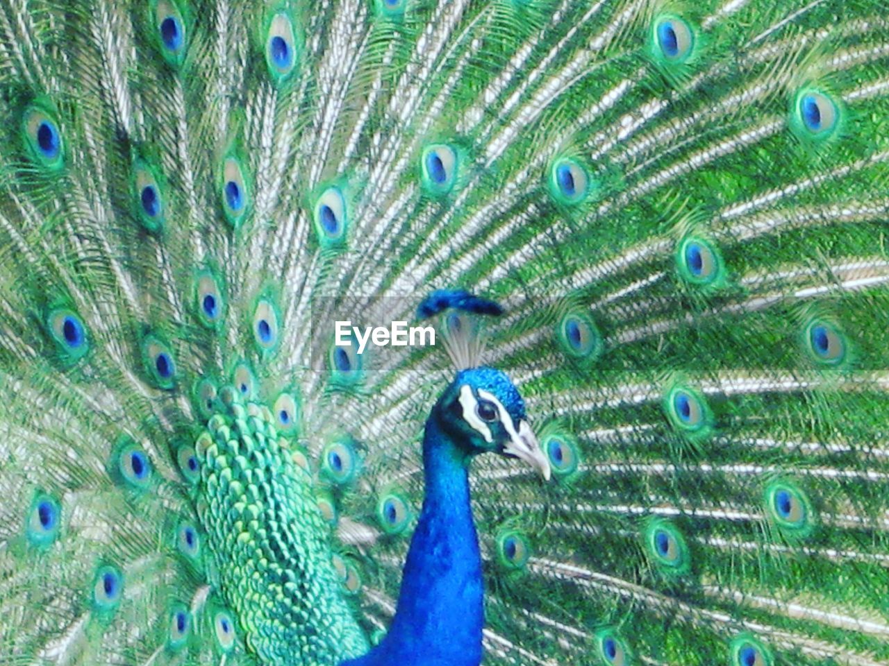 FULL FRAME SHOT OF PEACOCK