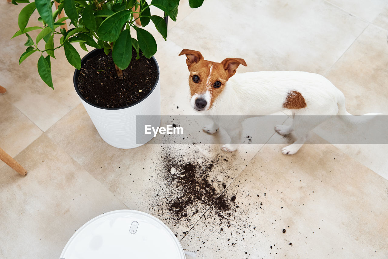 Plant soil on the floor and sad dog looking at camera. pet damage concept