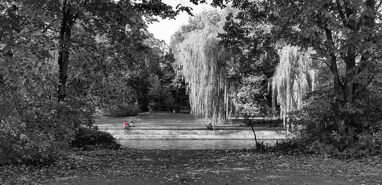 Trees and river in park