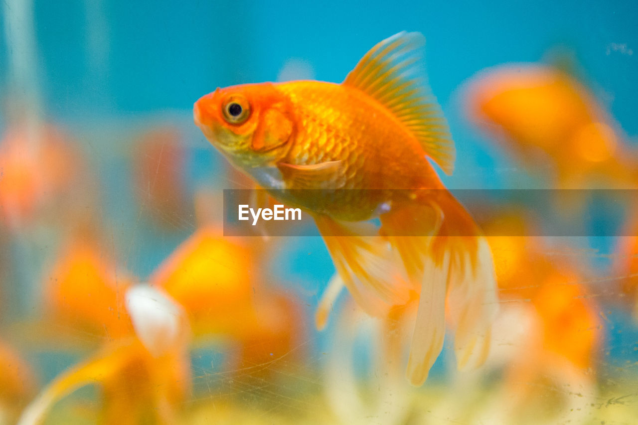 Fish swimming in aquarium