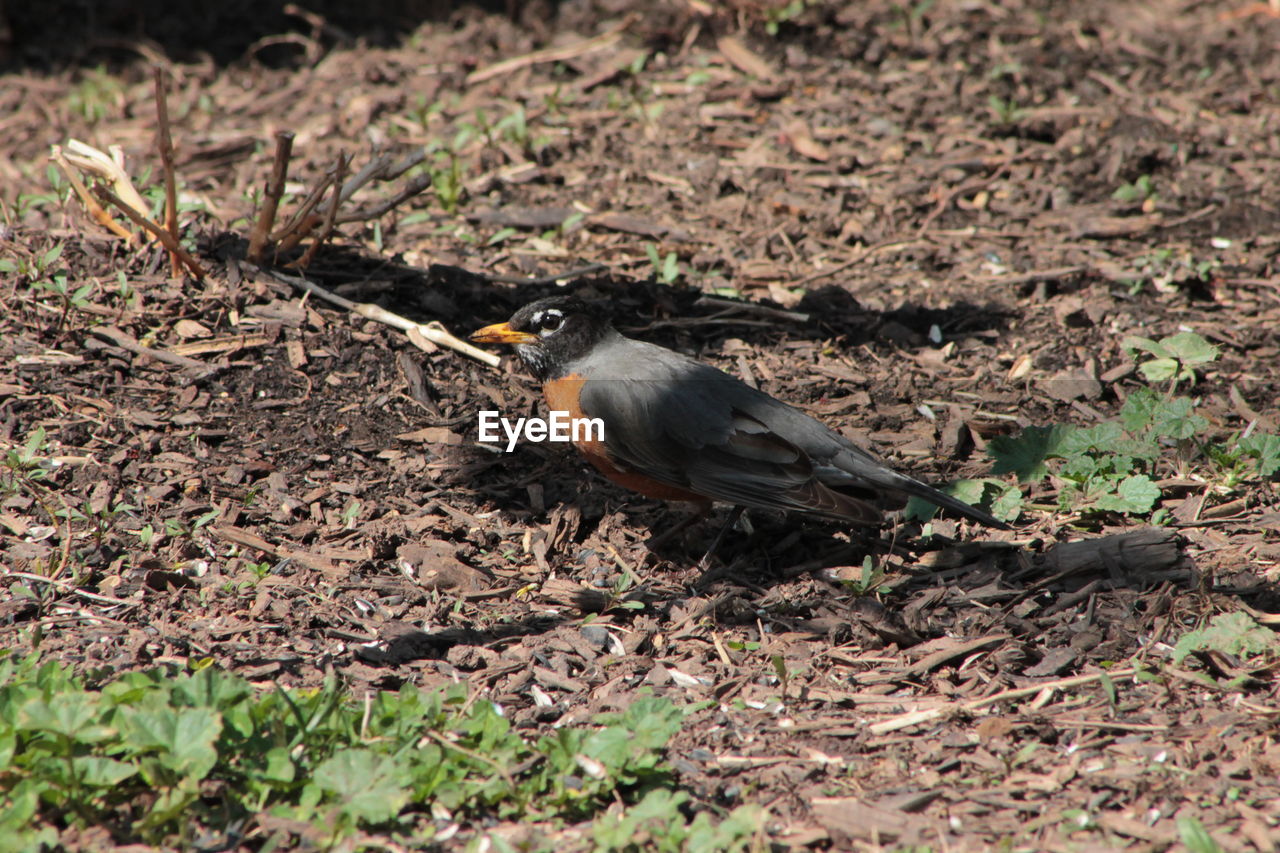 CLOSE-UP OF A BIRD