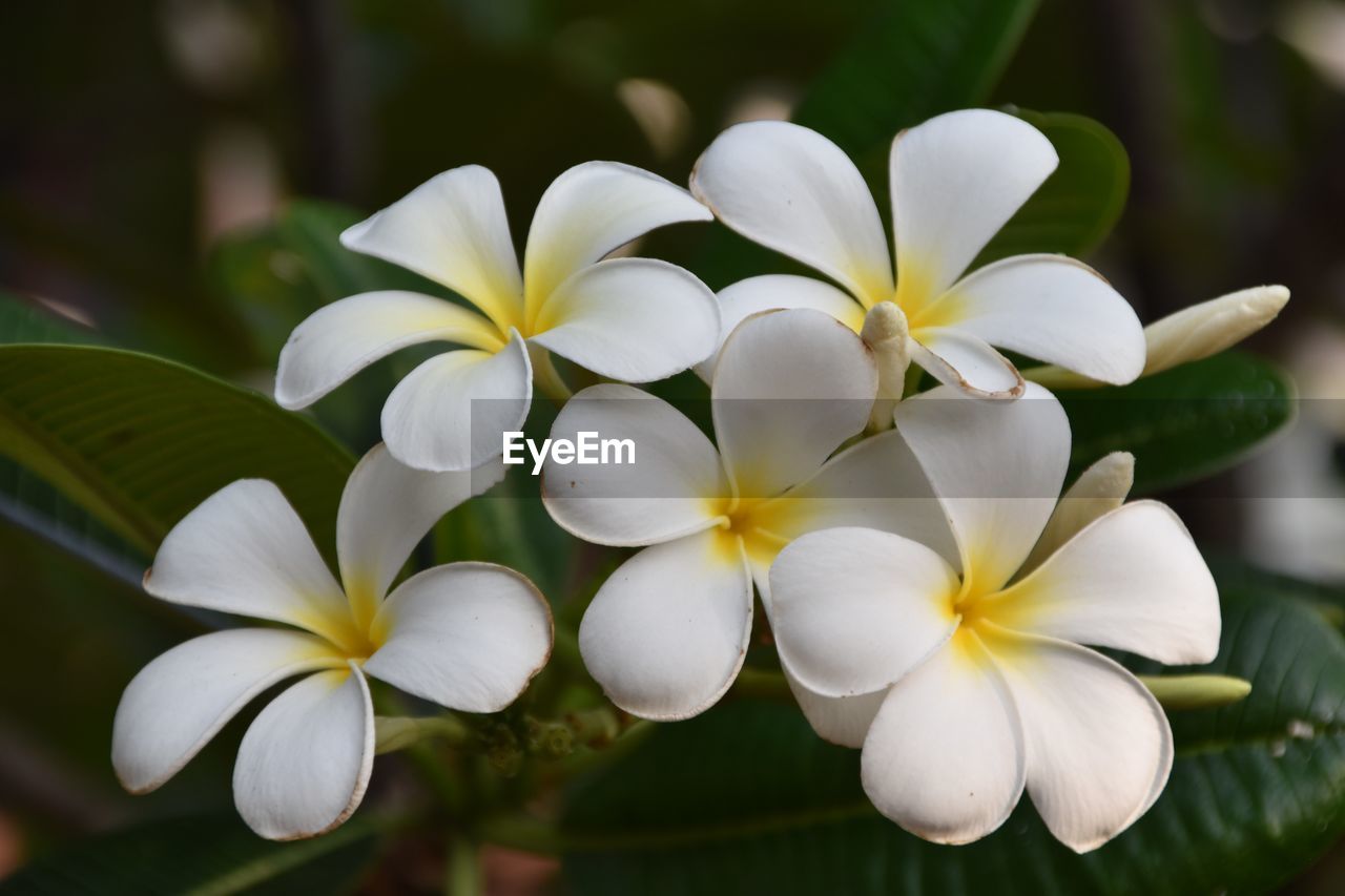 Bunch of white frangipani flowers