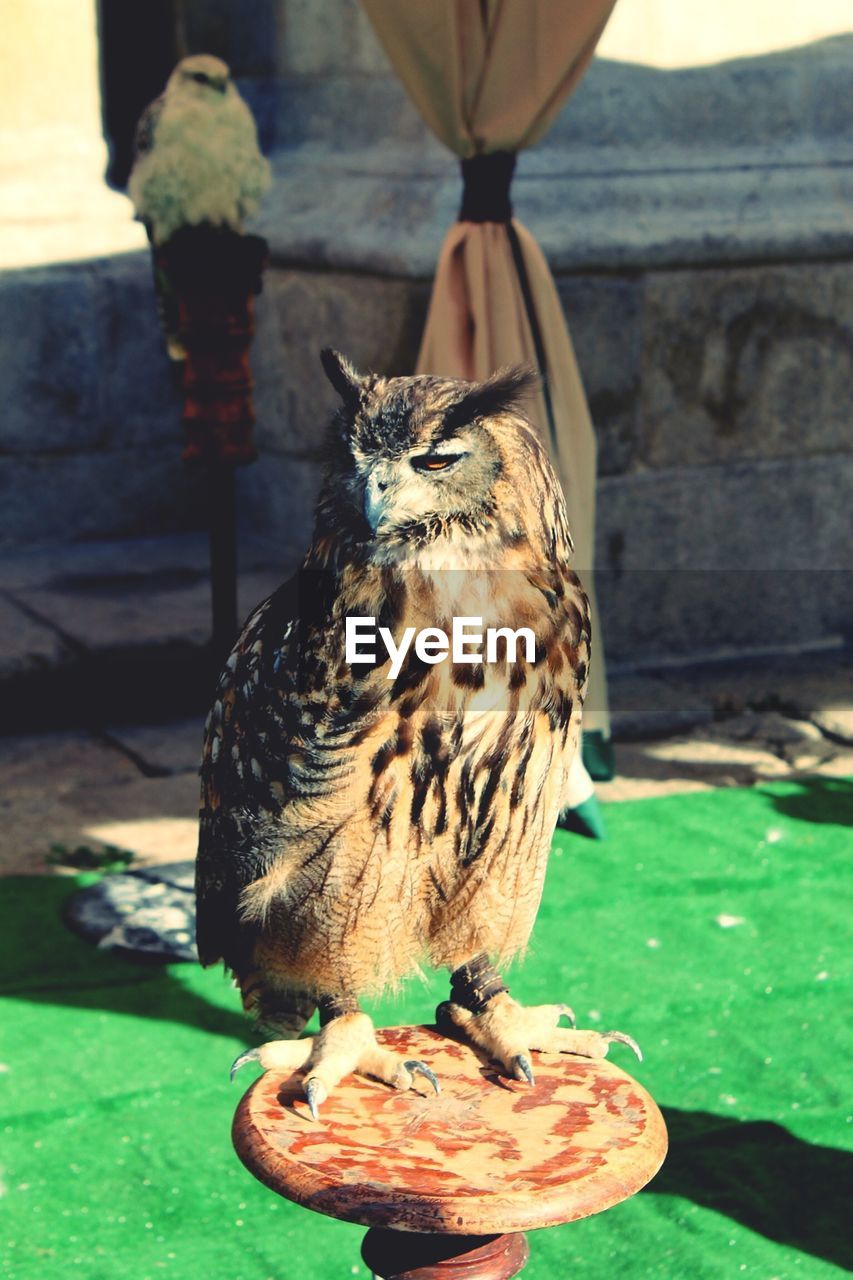 Close-up of owl looking away