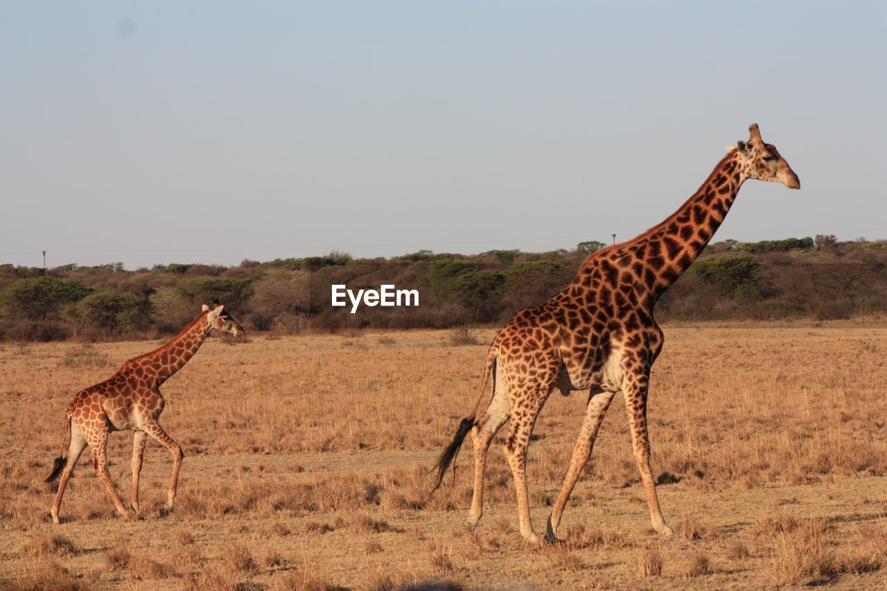 Giraffe standing on landscape against clear sky