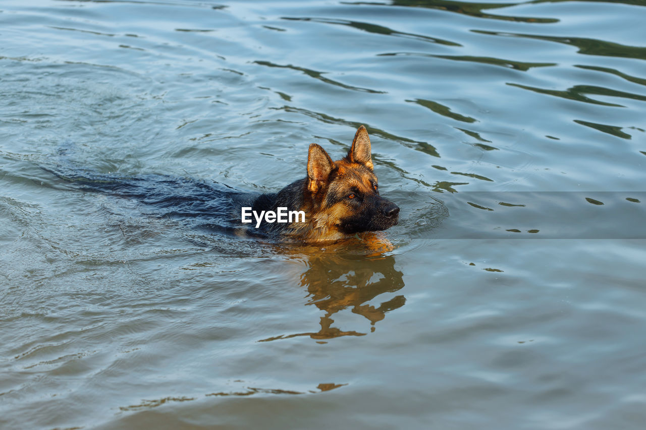 high angle view of dog in water
