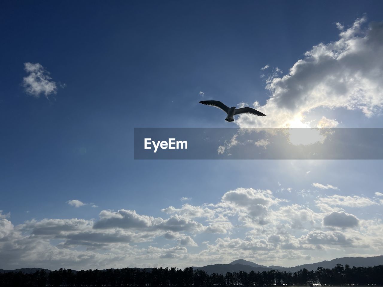 sky, flying, animal themes, animal, cloud, bird, animal wildlife, wildlife, nature, mid-air, one animal, mountain, beauty in nature, horizon, no people, spread wings, environment, scenics - nature, animal body part, low angle view, blue, outdoors, landscape, sea, silhouette, day, motion, sunlight, mountain range, tranquility
