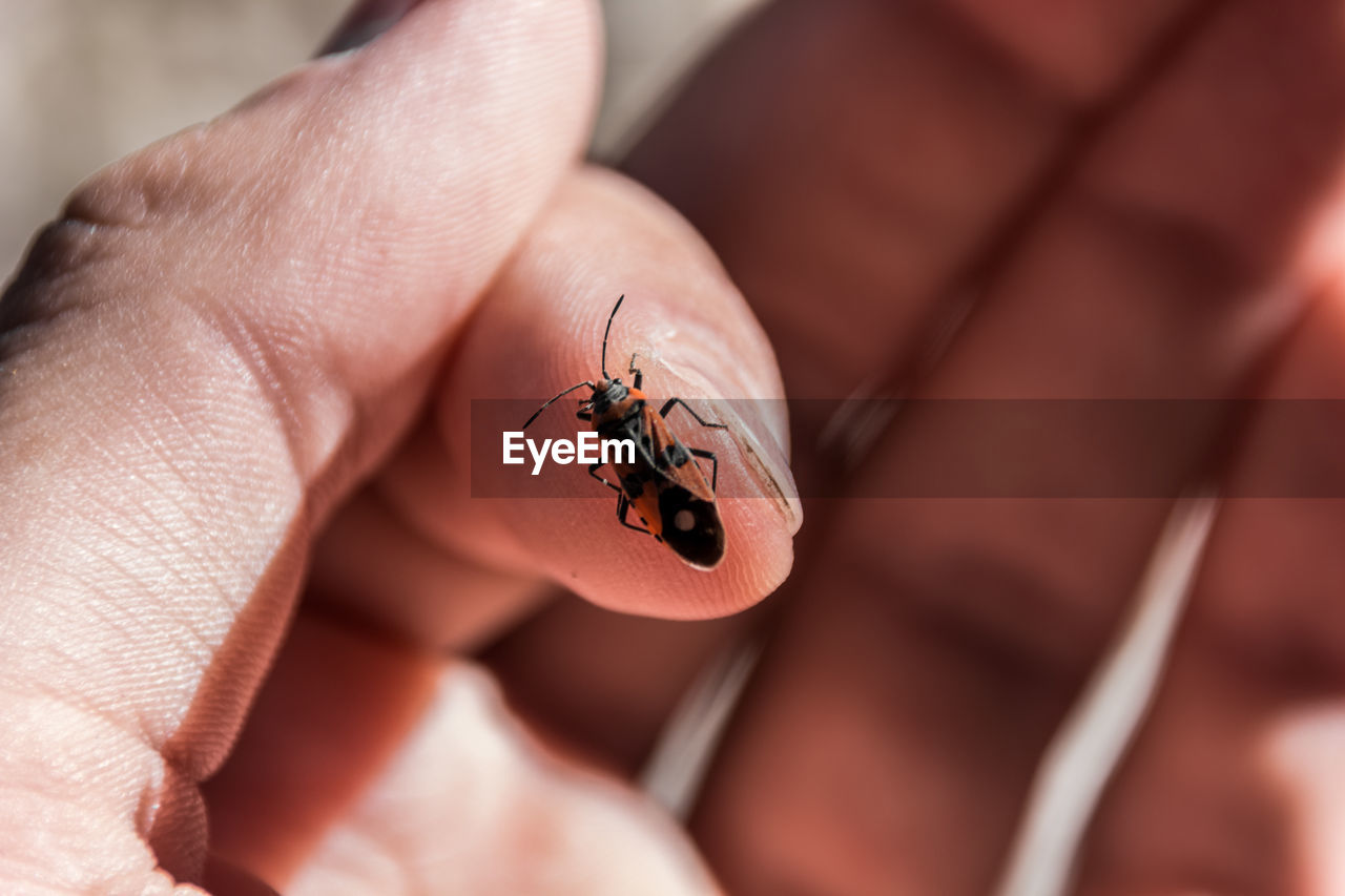 CLOSE-UP OF LADYBUG ON HAND