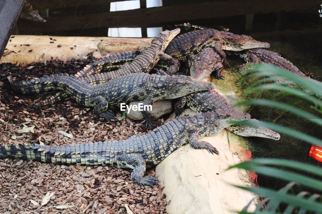 High angle view of crocodiles on field