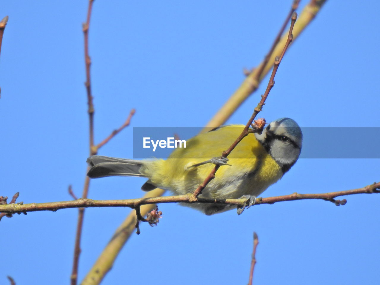 BIRD PERCHING ON BRANCH AGAINST BLUE SKY