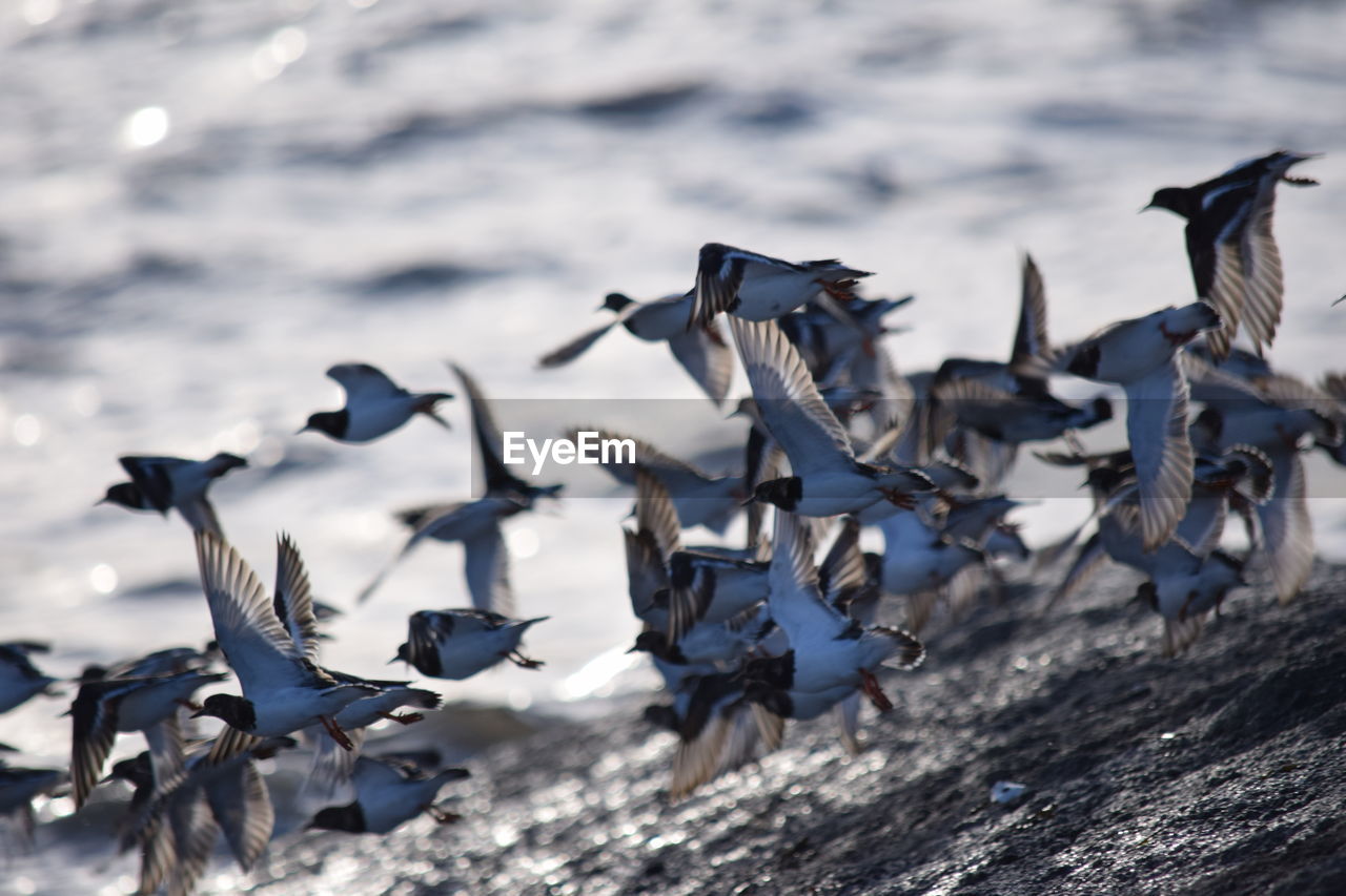 Flock of birds flying against water.